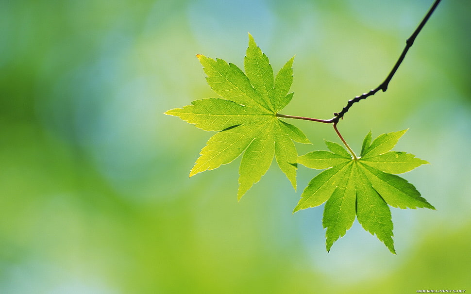 close-up photography of green leaf tree HD wallpaper