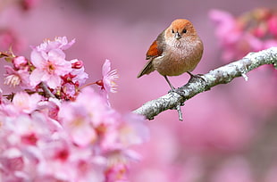 brown and orange bird, animals, nature, birds, flowers HD wallpaper