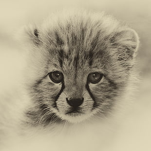 lion cub