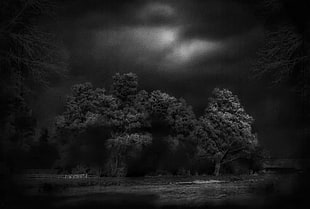 trees on islet, photography, landscape, nature, monochrome