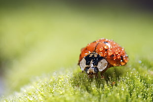 spotted ladybug perched on flower