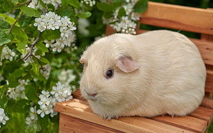 gray guinea pig on brown bench HD wallpaper