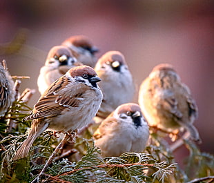 flocks of brown sparrow perching on pine tree at daytime HD wallpaper
