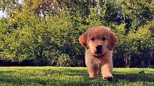 golden retriever puppy, animals, dog, puppies