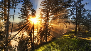 crepuscular rays, morning, nature, sun rays, forest