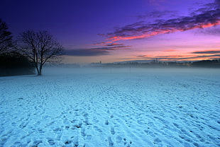 bare tree during sunset