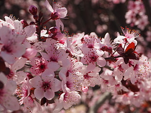 pink and white flowers HD wallpaper