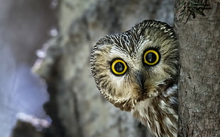 brown and black owl, owl HD wallpaper