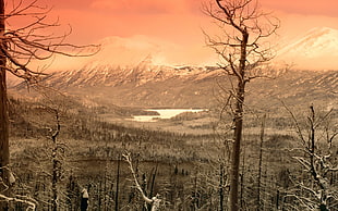 gray leafless trees and snow coated mountains in landscape photography