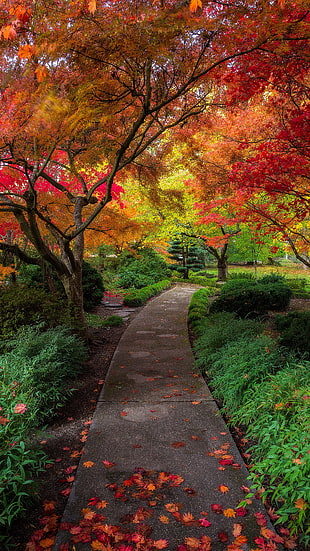 autumn leaves, landscape, fall