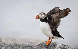 white, black, and orange bird on grey rock, atlantic puffin