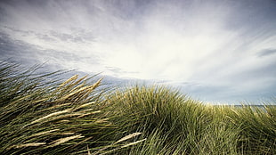 green grass field, nature, landscape, clouds, grass