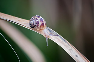 shallow depth of fields photography of beige snail on dried leaf HD wallpaper