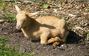 brown goat kid