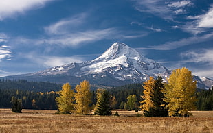 snow-coated mountain wallpaper, nature, landscape, mountains, forest