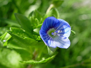 selective focus photography of blue petaled flower in bloom