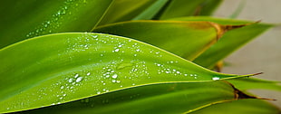 dew drops on green leaves HD wallpaper