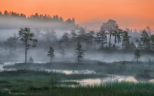 green leaf trees on body of water, nature, landscape, Russia, forest