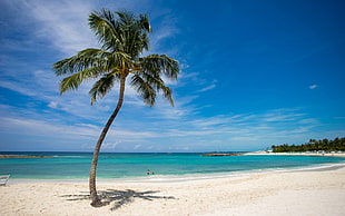 coconut palm tree, sea, beach, palm trees