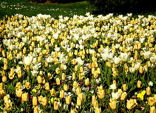 yellow and white Tulip flower field at daytime HD wallpaper