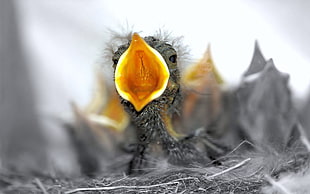 focus photography of gray fledgling bird HD wallpaper
