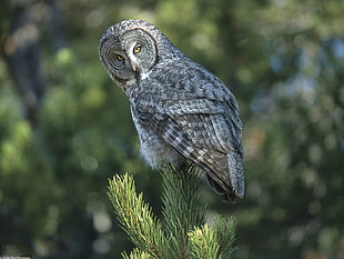 photography of Great Grey Owl perched on green leaf during daytime HD wallpaper
