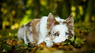long-coated brown and white dog, dog, animals, depth of field, leaves HD wallpaper