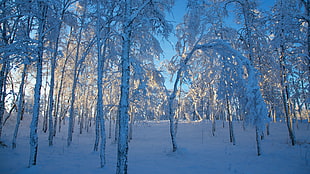 winter, seasons, ice, landscape HD wallpaper