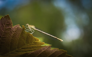 green Damselfly perched on brown leaf in closeup photography HD wallpaper