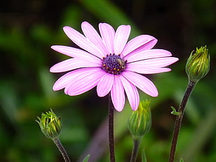 purple flower