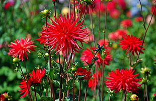 red petaled flowers