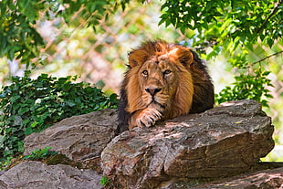 lion leaning on brown rock surrounded by green leaves HD wallpaper