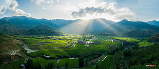 rice terrace, photography, nature, rice paddy HD wallpaper