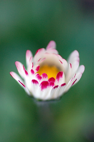 macro photography of pink and white Daisy flower HD wallpaper