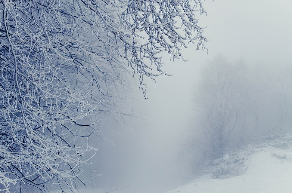 withered tree during winter, snow, winter, Icy day HD wallpaper