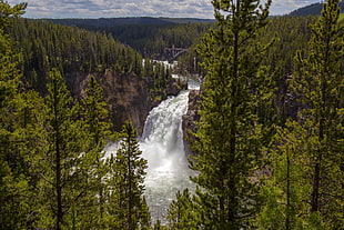 green leafed trees, river, waterfall, forest, pine trees