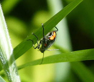 close-up photo of 6-legged insect crawling along leaf, beetle HD wallpaper
