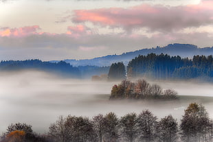 green and brown leaf trees covered with fogs  under brown and grey sky at daytime HD wallpaper