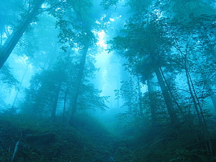 green trees, forest, nature, mist, landscape HD wallpaper