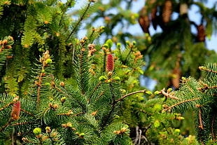 green plants