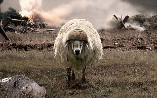 white sheep, humor, sheep, helmet, explosion HD wallpaper