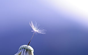 white dandelion flower