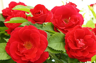 closeup photography of red roses