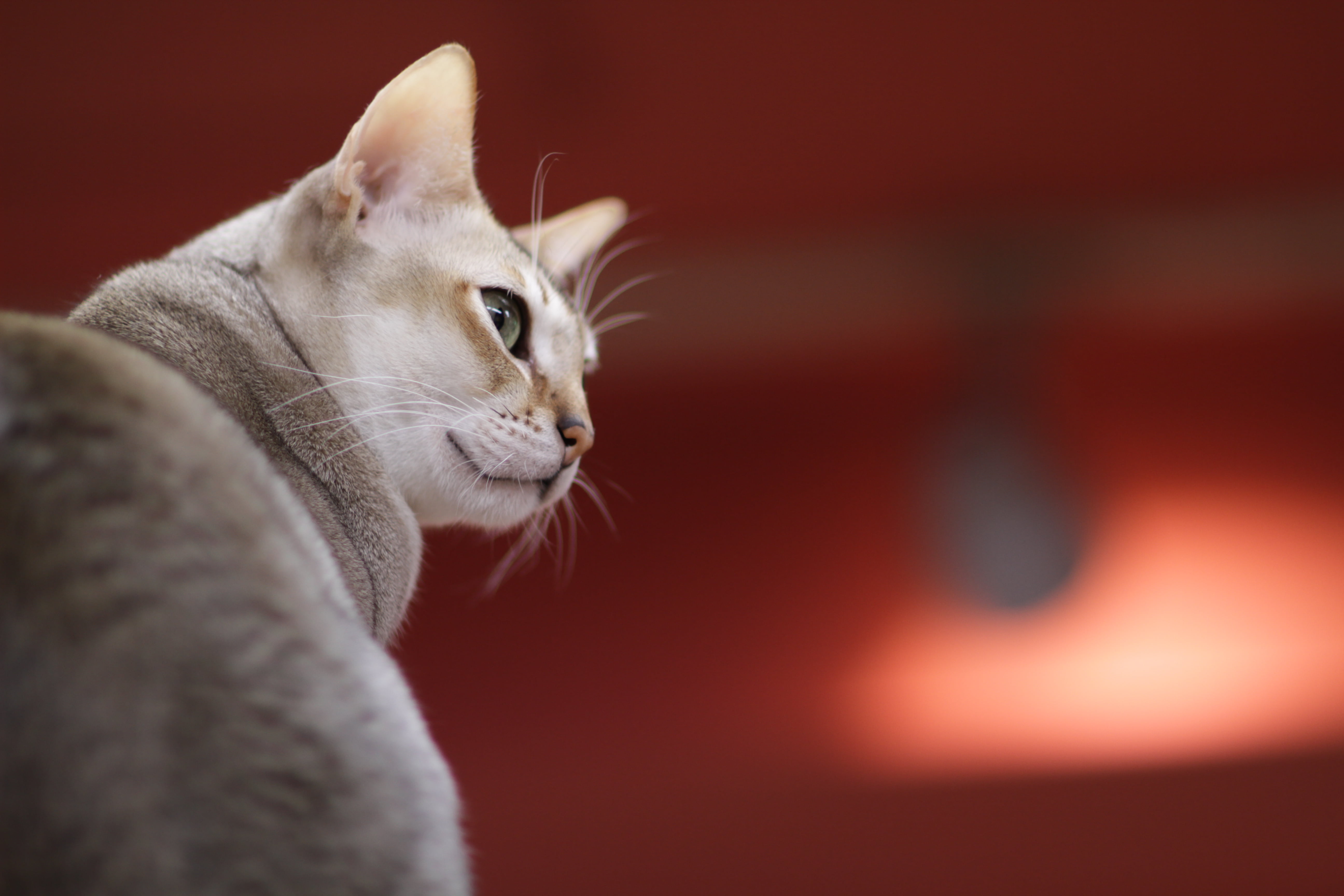 macro lens of gray cat looking on right