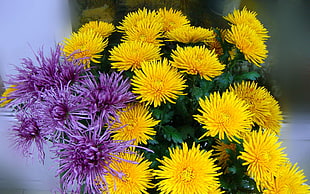 yellow and purple flowers in focus photography HD wallpaper
