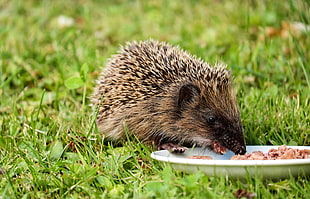 hedgehog eating raw meat served on white plate HD wallpaper