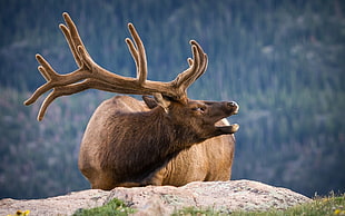 brown deer beside rock near forest trees