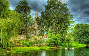 green trees near body of water