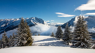 photo of pine trees covered in snow near mountain during daytime, la clusaz HD wallpaper