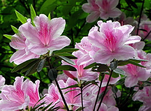 pink-and-white flowers HD wallpaper